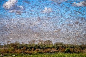 locusts invasions